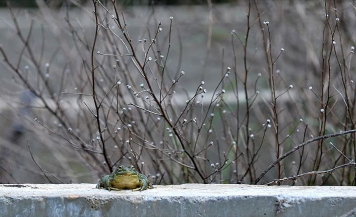 Mersin'de, bazı Avrupa ülkelerinde rağbet gören kurbağa bacağını ihraç edecek