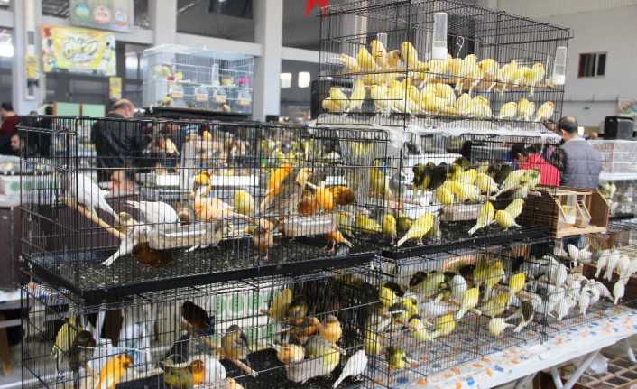 Güneydoğu Anadolu Bölgesi’nde düzenlenen en büyük kafes kuşları organizasyonunda, rengarenk