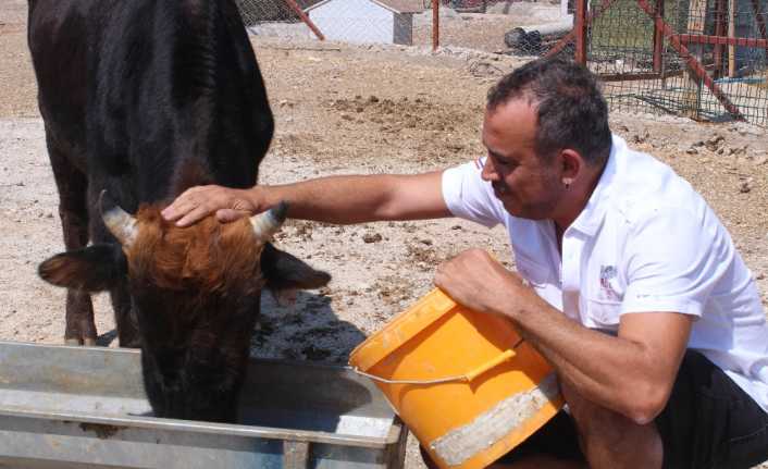 Kurban Bayramı’nda Rize’den Trabzon’a yüzen dana ‘Ferdinand’, yaşamına İzmir’de devam