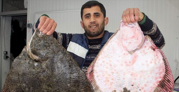 Hamsi ve palamut balıklarında yaşanan düşüş nedeniyle bu sezon umduğunu