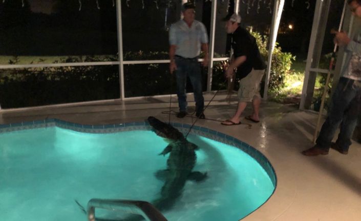 ABD’nin Florida eyaletinde bir evin yüzme havuzunda dev bir timsah
