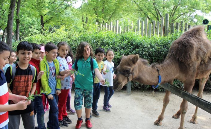 Türkiye’nin en büyük, hayvanat bahçesi olan Bursa Zoopark’ta bahar mevsimi