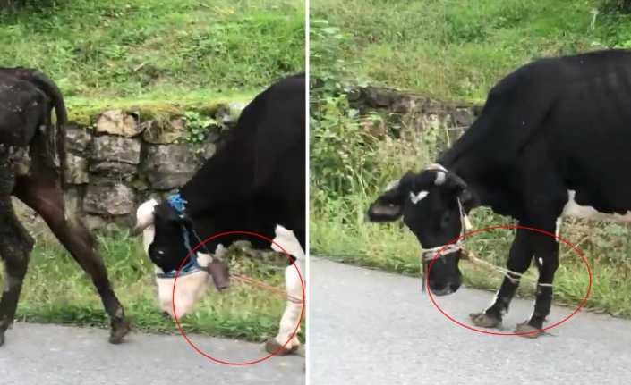 Giresun’da otlamaya giden ineklere yapılan eziyet gibi uygulama yürek burktu.
