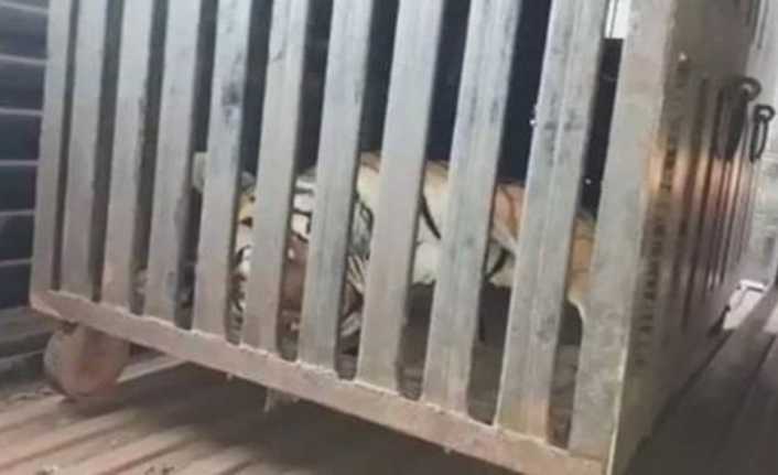 Hindistan’ın batısındaki Maharashtra eyaletinde son bir buçuk yılda 14 kişiyi