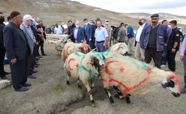 Erzincan Damızlık Koyun ve Keçi Yetiştiricileri Birliği tarafından Akkaraman cinsi
