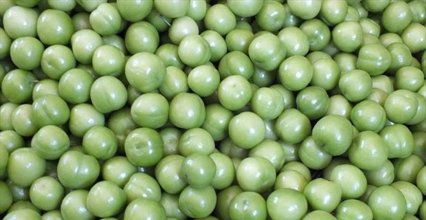 Mersin'in Silifke ilçesinde örtü altında ilk hasadı yapılan eriğin kilogramı