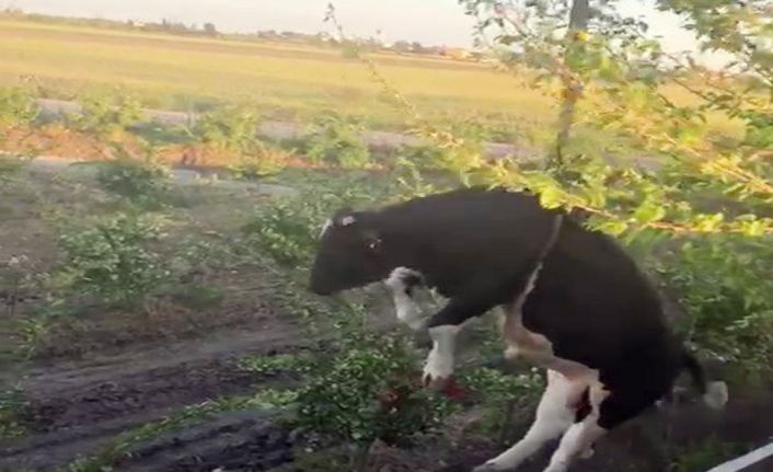 Adana’da sulama kanalında sıkışan inek, itfaiye ekipleri tarafından kurtarıldı. 