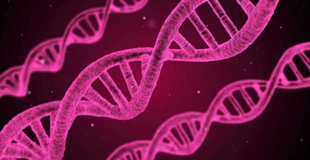 Bilim adamları, DNA zincirinde insan yüzünün özelliklerini belirleyen 15 gen