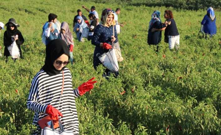 Şanlıurfa Büyükşehir Belediyesi tarafından bu yıl ikincisi düzenlenen Uluslararası İsot