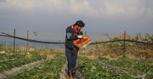 İsrail'e ait tarım uçakları, Gazze sınırındaki arazilere içeriği bilinmeyen kimyasal
