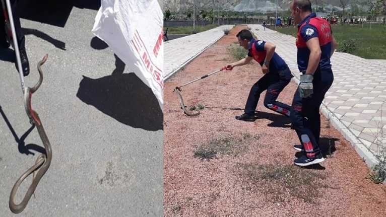 Erzincan'da bir parkta  yaklaşık 2 metre uzunluğundaki yılan, itfaiye