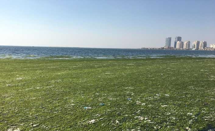 İzmir Körfezi’nin üzerinde beliren yeşil renkli yosunlar paniğe sebep oldu.