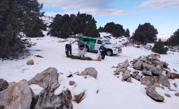Jandarma ekipleri sokak ve yaban hayvanları için doğaya yem bıraktı.