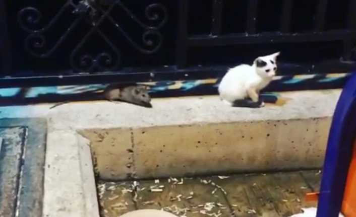 Hatay’da farenin kedileri kovaladığı anlar, amatör kameraya yansıdı. 