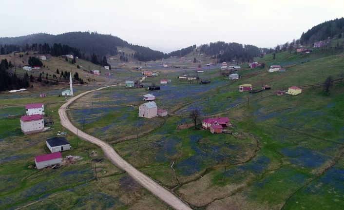 Yörede “Mor Yayla” ismi ile de bilinen mavi yıldız çiçekleri