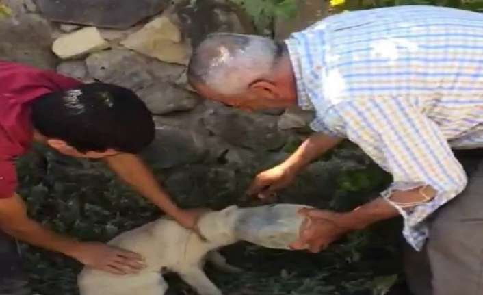 Son zamanlarda hayvanlara yapılan işkenceler hafızalardaki yerini korurken, Malatya’nın Darende