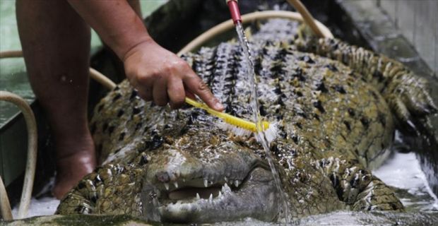 Hindistan'ın güneyindeki Mumbai şehrinde kanalizasyon sistemine giren timsah, 7 saatlik