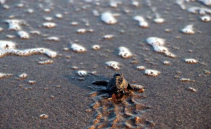 Dünyada deniz kaplumbağalarının en