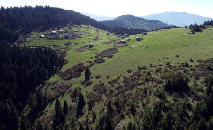 Ordu’nun Kabadüz ilçesinde uçsuz bucaksız ladin ormanlarının içinde bulunan Karaarslan