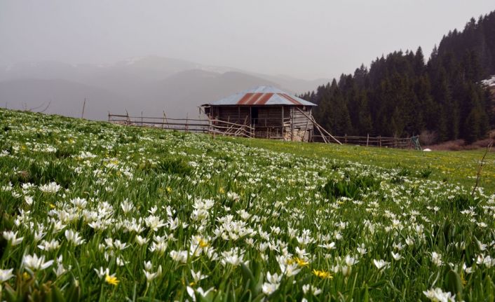 İlkbaharın gelmesiyle birlikte Karadeniz yaylalarında açan çiçekler, doyumsuz bir manzara