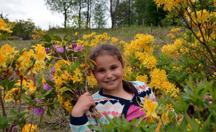 Karadeniz yaylalarında açan sarı ve mor renkli orman gülleri, yaylaları