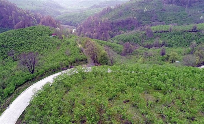 İlkbaharın gelişiyle yeşillenen ve çiçeklerle bezenen Karadeniz yaylaları, hayranlık uyandıran