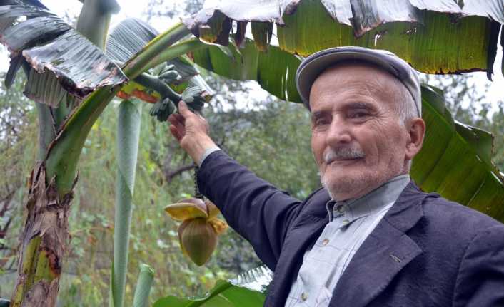 Ordu’nun Ulubey ilçesinde yaşayan 93 yaşındaki Halil Poyraz, fındık bahçesine