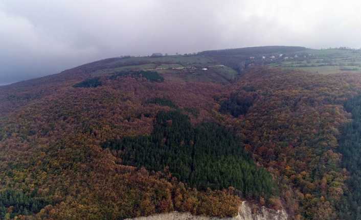 Karadeniz ormanlarında sonbaharda renk