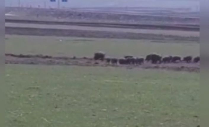 Kars’ın Sarıkamış ilçesinde, baharın gelmesiyle yiyecek aramaya çıkan yaban domuzları