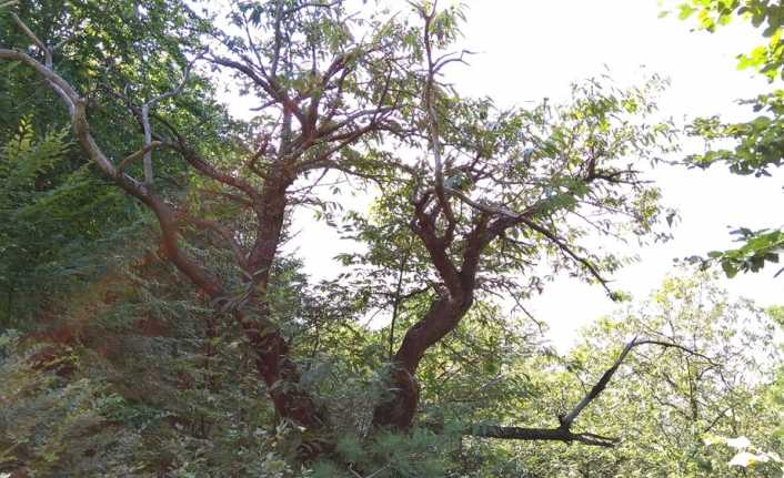 İlk olarak Yalova’da görülen ve Uludağ’daki kestane ağaçlarını da saran