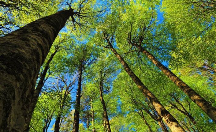 Balıkesir’in Edremit ilçesi ile Çanakkale’nin Yenice lçesi arasında yer alan