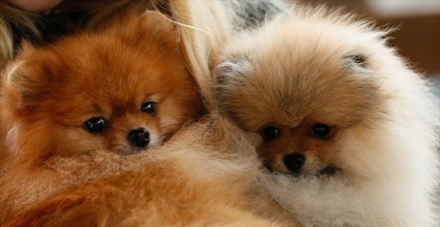 Gıda, Tarım ve Hayvancılık Bakanlığınca, ev hayvanı sahiplerinin kedi, köpek