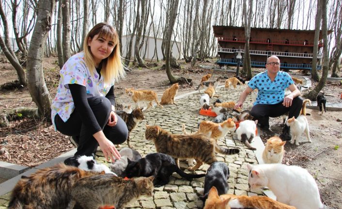 Samsun Büyükşehir Belediyesinde Güçten Düşmüş Hayvan Bakım Merkezinde kediler, yemeğe