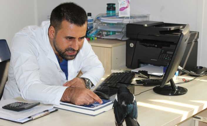 İstanbul Başakşehir’de yaralı halde bulunan saksağan, tedavisinin ardından doğaya salınmasına