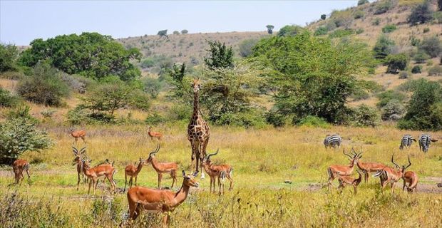Kenya'nın başkentinde bulunan Nairobi Milli Parkı, dünyanın dört bir yanından