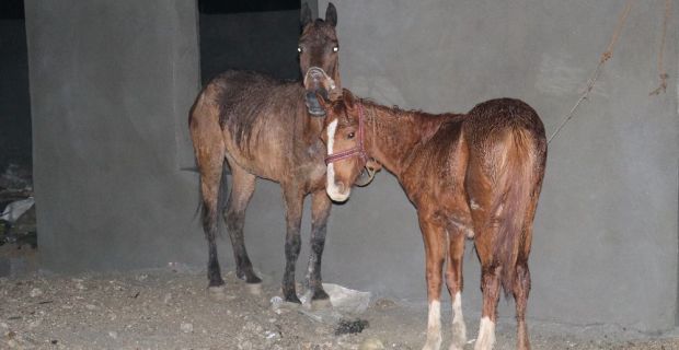 Adana’da gerçekleştirilen kaçak et operasyonunda kesilmiş 2 at ile kesime