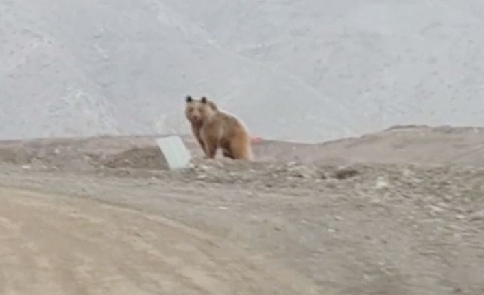 Irak’ın sıfır noktasında bulunan Hakkari’nin Çukurca ilçesinde kış uykusundan uyanan
