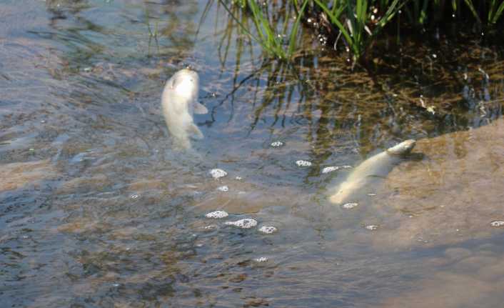 Türkiye’nin en uzun nehri olan Kızılırmak’ın Sivas il merkezinden geçen