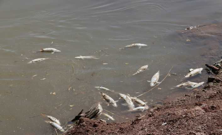 Türkiye’nin en uzun nehri Kızılırmak’ta yaşanan balık ölümlerini ardından Tarım