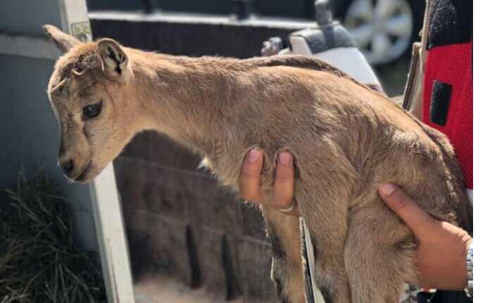 Erzincan’ın Refahiye ilçesi Kayı Köyü kırsalında köylüler tarafından bulunan ve