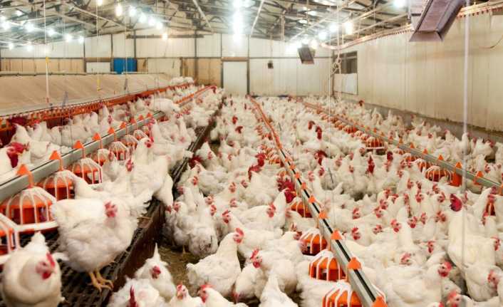 Tavuk yumurtası üretimi Temmuz’da 1,6 milyar adet olarak gerçekleşti. 