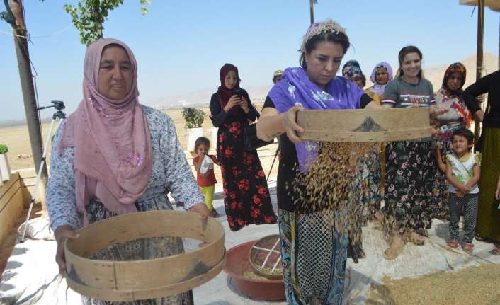 Mezopotamya’nın en eski buğday tohumu olarak bilinen sorgül, artan küresel