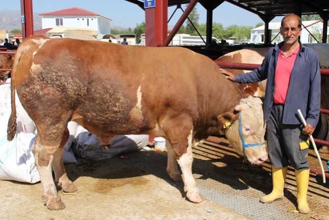 Erzincan’da kurulan hayvan pazarında Kurbanlık satışları ilk günlere göre artış
