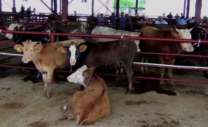 Yaklaşan Kurban Bayramı dolayısıyla Erzincan Belediyesi Canlı Hayvan Pazarında hareketlilik