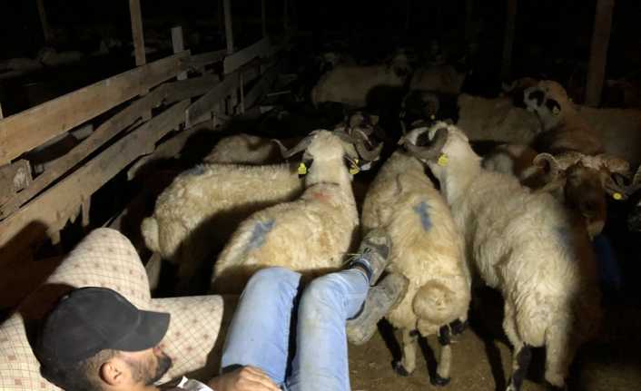 Bursa’da hayvanları çalınmasın diye nöbet tutan celepler, kurbanlıklarla koyun koyuna