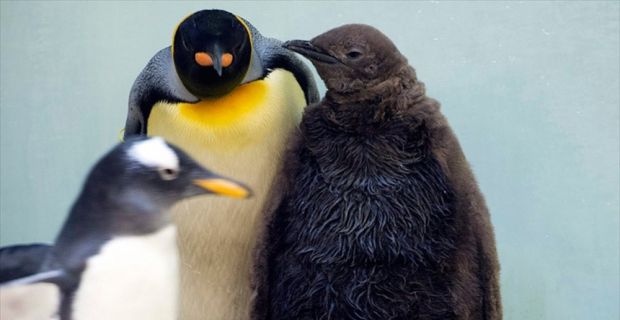 Bilim adamları, artan küresel ısınmanın kral penguenleri tehdit ettiği uyarısında