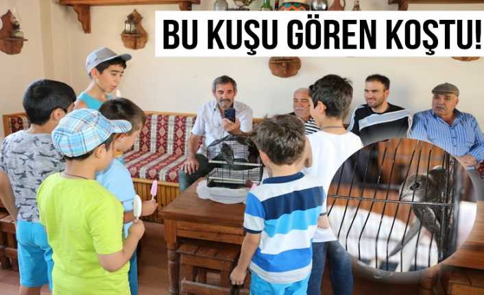 Dünyanın en nadir kuşlarından biri olan, kendine has özellikleri ile
