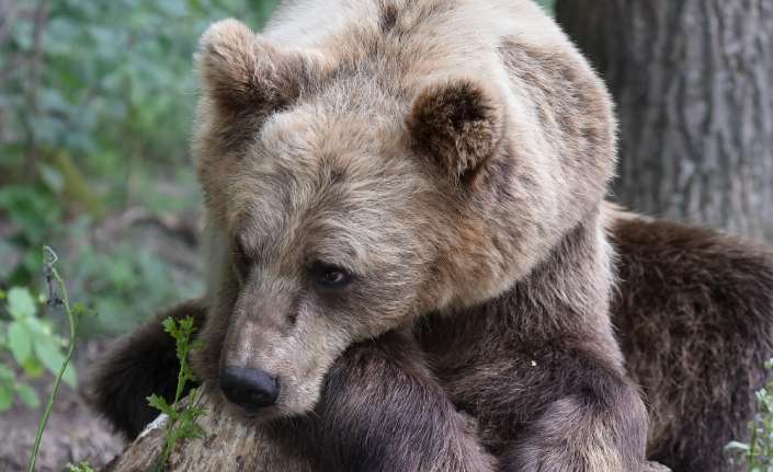 Rus uzmanlar tarafından yapılan açıklamada Rusya’nın Kuzey Kafkasya bölümünde, 450