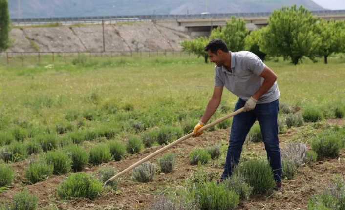 Erzincan Belediyesi tarafından dikimi yapılan Lavantaların dip çapası ve yabani