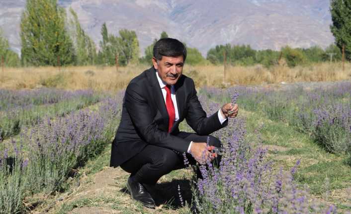 Erzincan Belediyesi tarafından başlatılan Lavanta üretimi ile ilgili çalışmalar devam